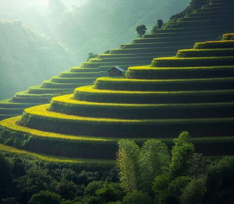Crédit Photo de Pixabay: https://www.pexels.com/fr-fr/photo/vue-panoramique-du-riz-paddy-247599/