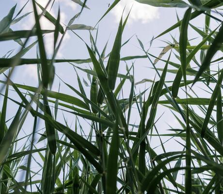 Crédit Photo de cottonbro studio: https://www.pexels.com/fr-fr/photo/nature-herbe-pelouse-plantes-4821089/
