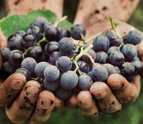 Crédit  Sélections Mondiales des Vins 