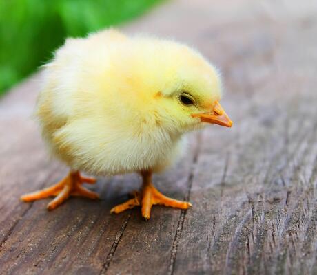 Crédit Photo de Pixabay: https://www.pexels.com/fr-fr/photo/photographie-de-mise-au-point-peu-profonde-de-poussin-jaune-5145/