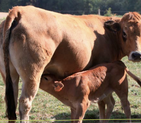 Crédit photo : Interbev