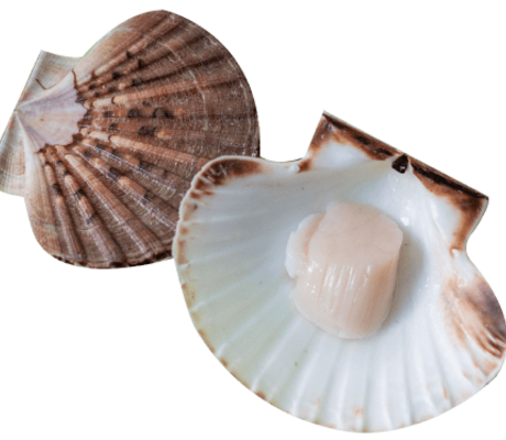 crédit Coquille Saint-Jacques de la Baie de Saint-Brieuc