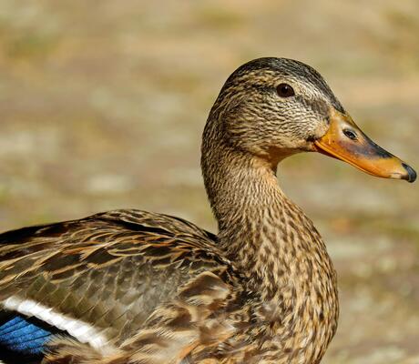 Crédit Photo de Pixabay: https://www.pexels.com/fr-fr/photo/canard-brun-blanc-et-bleu-209035/
