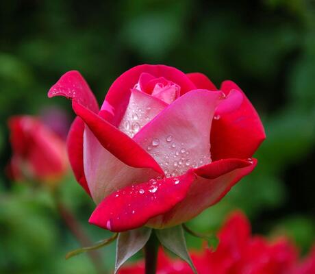 Crédit Photo de Pixabay: https://www.pexels.com/fr-fr/photo/fermer-la-photographie-de-rose-rouge-et-rose-56866/