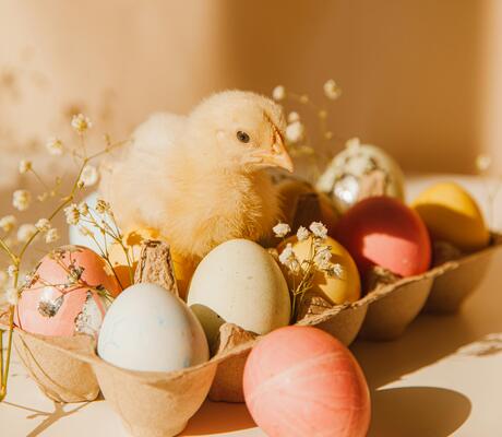 Crédit Photo de ROMAN ODINTSOV: https://www.pexels.com/fr-fr/photo/nourriture-aliments-vacances-animal-6897343/