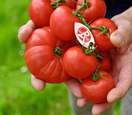 Crédit photo : Tomate Label Rouge