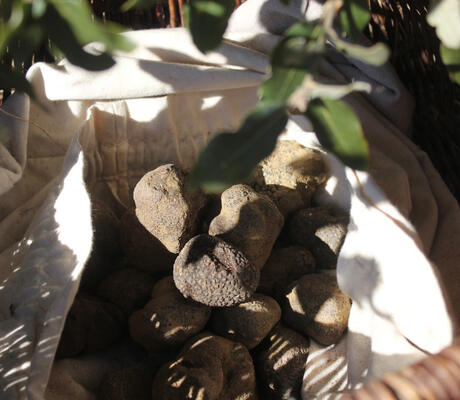 credit L'Olivier en truffe